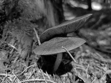 Siyah beyaz mantarlar orman zemininde