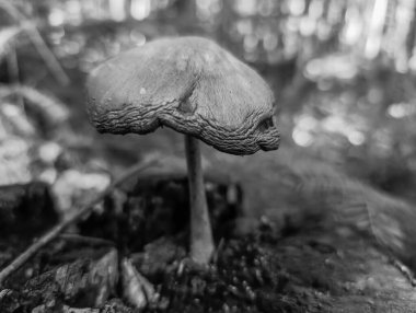 Ormanda mantar. siyah ve beyaz.