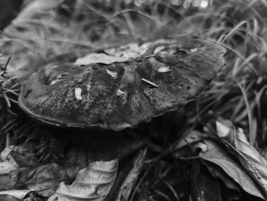 Bahçedeki bir mantarı kapat.