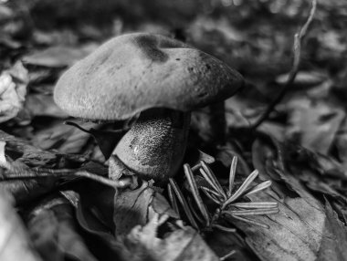 Bir mantarın siyah beyaz fotoğrafı
