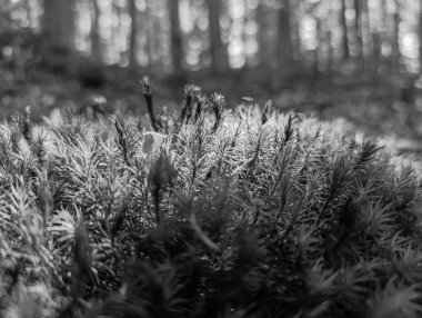 Dağlardaki güzel bir ormanın siyah beyaz fotoğrafı.