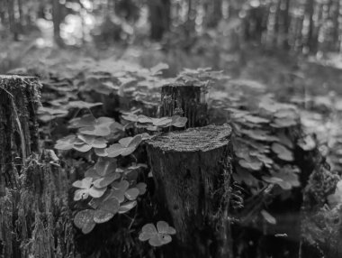Güzel bir ormanın siyah beyaz görüntüsü
