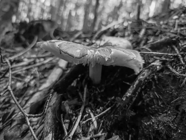 Ormanda mantar. beyaz mantar.