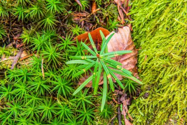 Ağaçta yeşil yosun