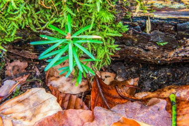 Çam dallarında yosun