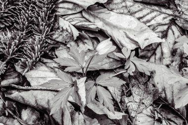 Ormanda yere düşen sonbahar yaprakları..