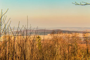 Ormanın güzel manzarası