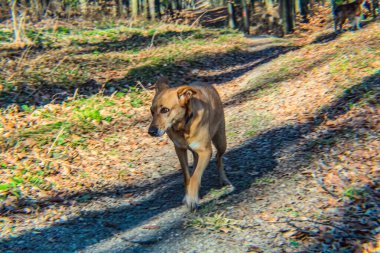 Köpek ormanda yürüyor.