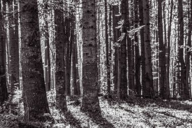 Orman ilkbahar sabahı