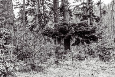 Dağlarda karlı çam ormanı