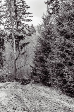 Karla kaplı ağaçlarla kaplı kış manzarası