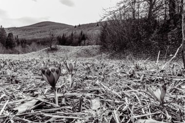 bahar çiçekleri ve çimenler