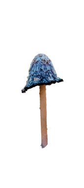 Beyaz Arkaplanda İzole edilmiş Mantar