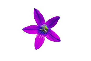 Beyaz arka planda güzel mor zambak.