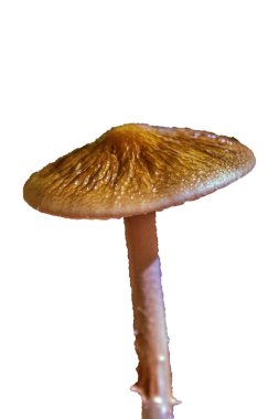 Sonbahar mevsiminde bir mantar.