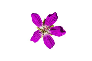 Beyaz arkaplanda pembe çiçek