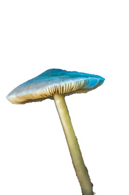 Mantar, mantar, beyaz arkaplanda izole edilmiş.