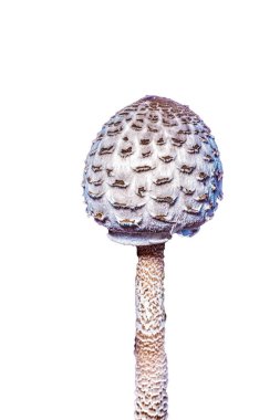 Beyaz arka planda izole edilmiş mantar. Beyaz arka planda, izole edilmiş bir mantara yakın çekim. yenilebilir mantar.