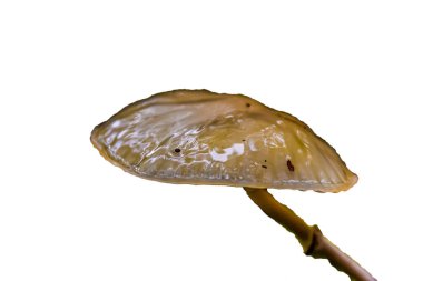 beyaz üzerine kuru yaprak