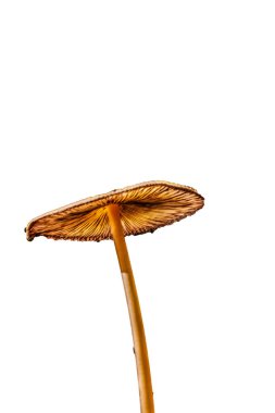 Beyaz arka planda izole edilmiş tahta kaşıkta altın mantarlar.