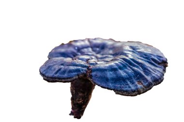 Beyaz arka planda mavi mantar. Kapat, izole et, makro