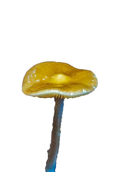 желтый гриб в голубой шапке на белом фоне.