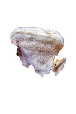 Macro photo, Animals, Nature, urope, Eastern Europe, Romania   