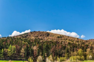 Macro photo, Animals, Nature, urope, Eastern Europe, Romania   