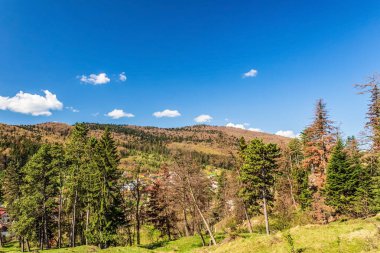 Karpatlar 'daki dağ ormanı