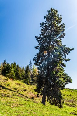 Ormanda yeşil ağaçlar.