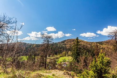 Ormandaki mavi gökyüzünün altındaki yeşil ağaçların güzel bir görüntüsü.