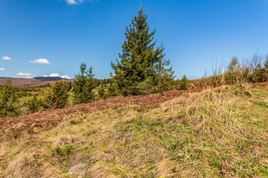 Tepenin kenarındaki bahar ormanı.