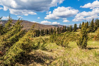 Dağ manzarası güzel orman ile