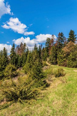 Karpat ormanlarının dağlarında yeşil bir orman