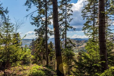 Ormanda bir dağ olan yaz manzarası