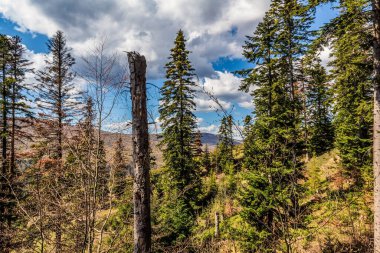 Ağaçları ve dağları olan sonbahar ormanı