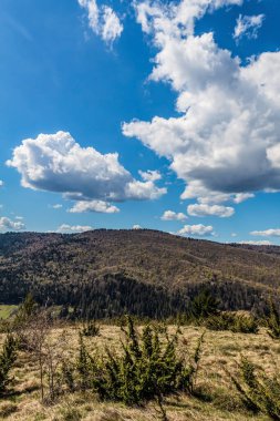 Ormanın güzel manzarası