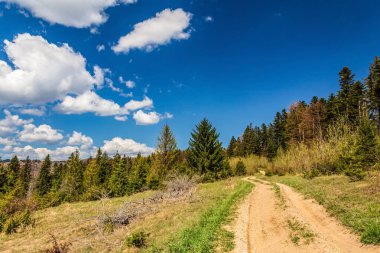 Ormanda yolu olan güzel bir manzara.