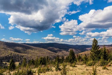 Güneşli havada dağlarda yeşil bir ormanın güzel manzarası.