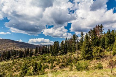 Güzel bir ormanı olan dağ manzarası.