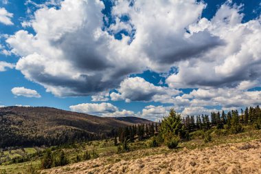 Ağaçlarla ve mavi gökyüzüyle güzel bir manzara.