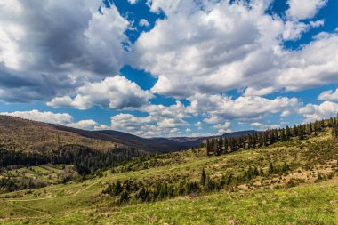 Yeşil çimenler ve mavi gökyüzü ile güzel bir yaz manzarası