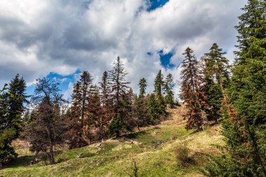 Yeşil çam ağaçları ve mavi gökyüzü