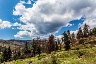 Ormandaki dağların güzel manzarası.