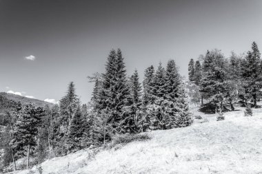 Ormandaki karlı kış dağları