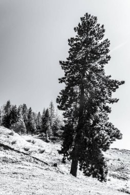 Çam ormanı ve kışın dağlar