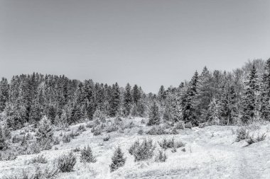 Karla kaplı ağaçlarla kaplı kış manzarası