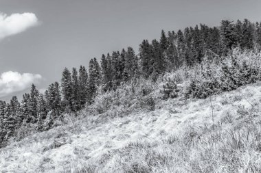 Bulutlu bir gökyüzünün altındaki dağlarda bir çam ağacının gri ölçekli görüntüsü - arka plan için mükemmel.