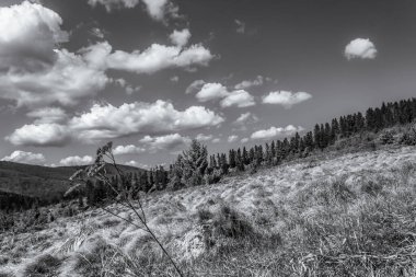 tepe üzerinde ağaçlarla peyzaj