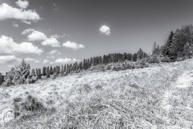 Karla kaplı güzel bir manzara - ağaçlarla kaplı